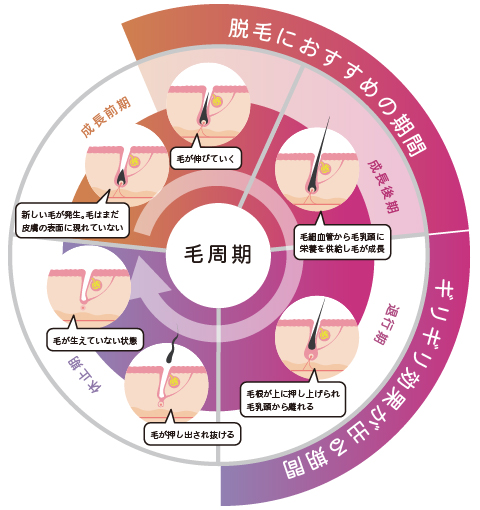 毛周期と脱毛におすすめのタイミング