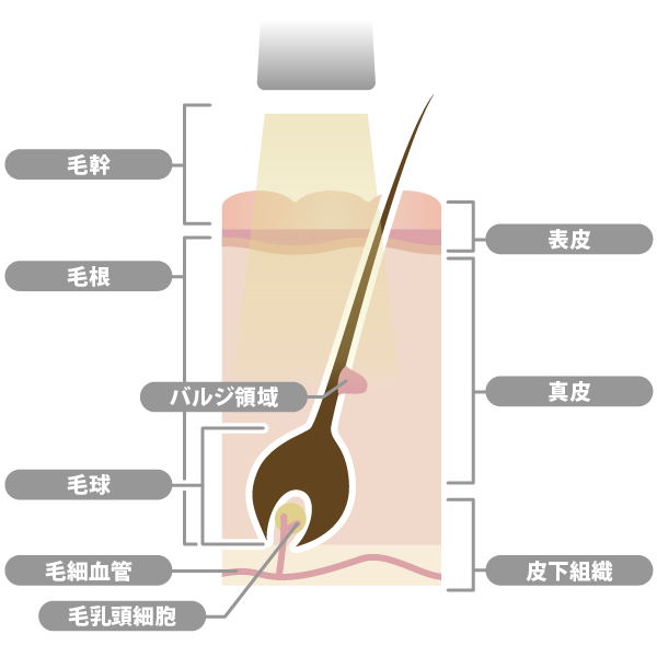 毛周期と脱毛におすすめのタイミング