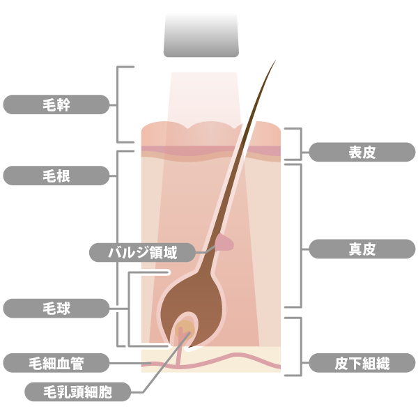 毛周期と脱毛におすすめのタイミング